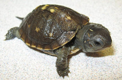 female eastern box turtle